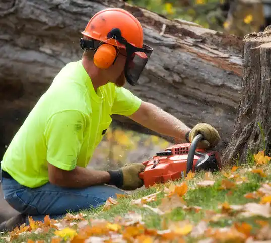 tree services Great Neck